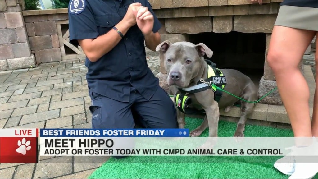 Foster Friday: Meet Hippo!