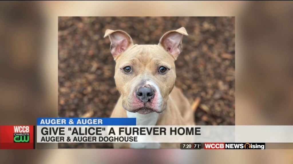 Auger & Auger's Doghouse: Meet Alice