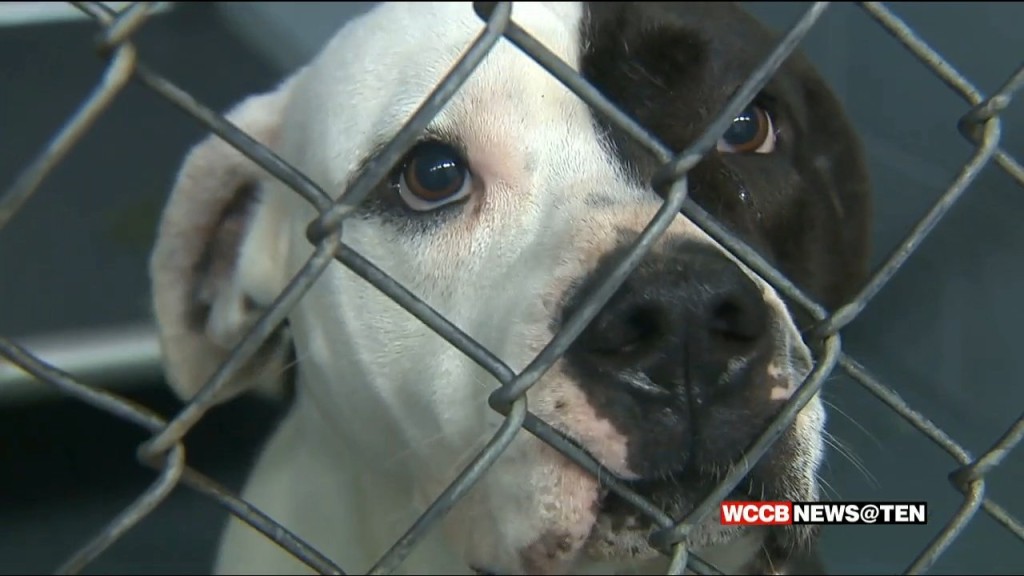 Local Animal Shelter Wants To Reinstate Partnership With Local Community College