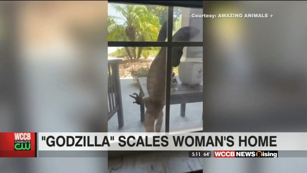 Huge Lizard Scales Woman's Home