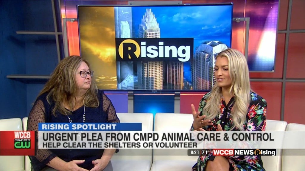 Rising Spotlight: Urgent Plea From Cmpd Animal Care & Control