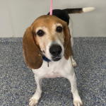 Sergeant Hound Male 7 Years Old