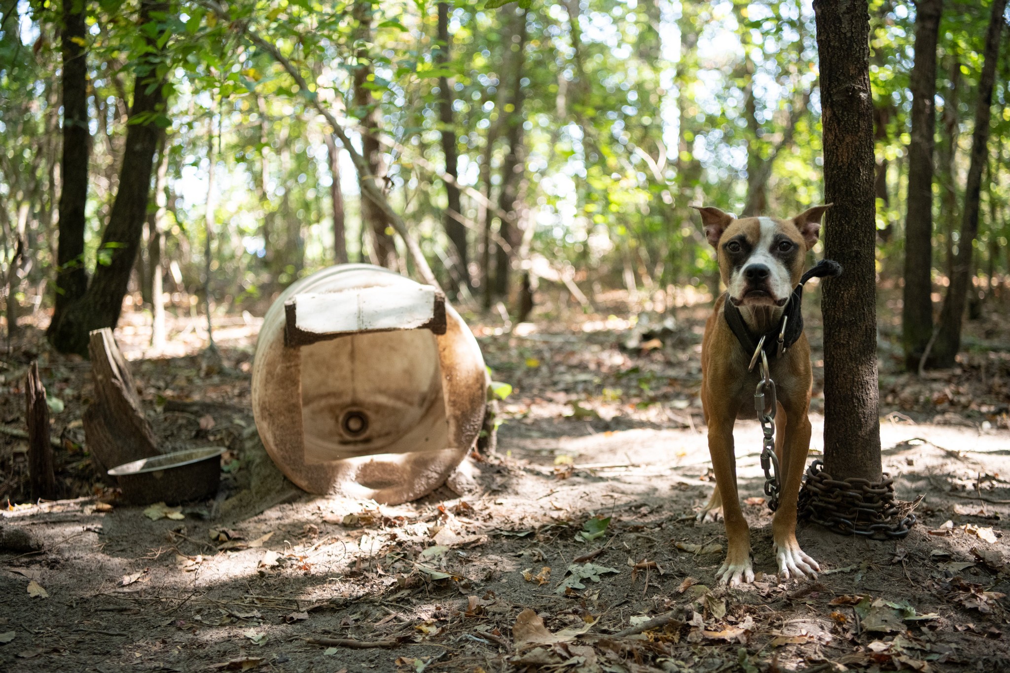 305 Dogs Rescued In Massive Dog Fighting Bust Across SC - WCCB Charlotte's CW