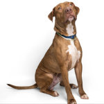 Corduroy Terrier American Pit Bull Male 1 Year 1 Month