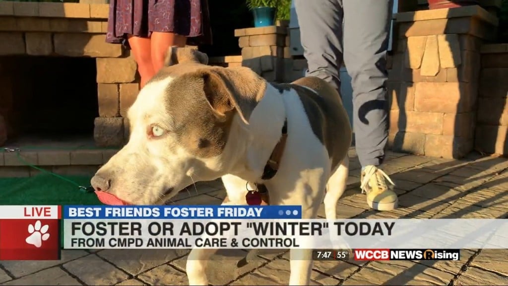 Foster Friday: Find Winter A Loving Home