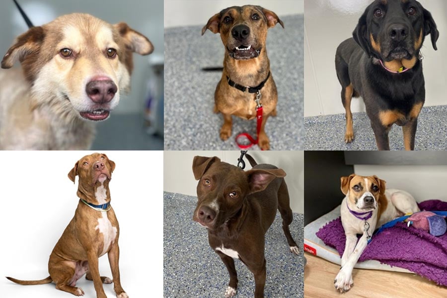 Humane Society Of Charlotte Dogs Available For Adoption