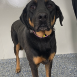 Zoe Hound Female 4 Years Old