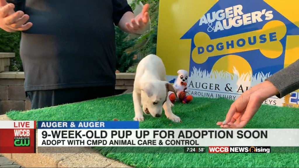 Auger & Auger's Doghouse: Meet This Adorable 9 Week Old Puppy