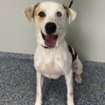 Pixel Mixed Breed Male 4 Years Old