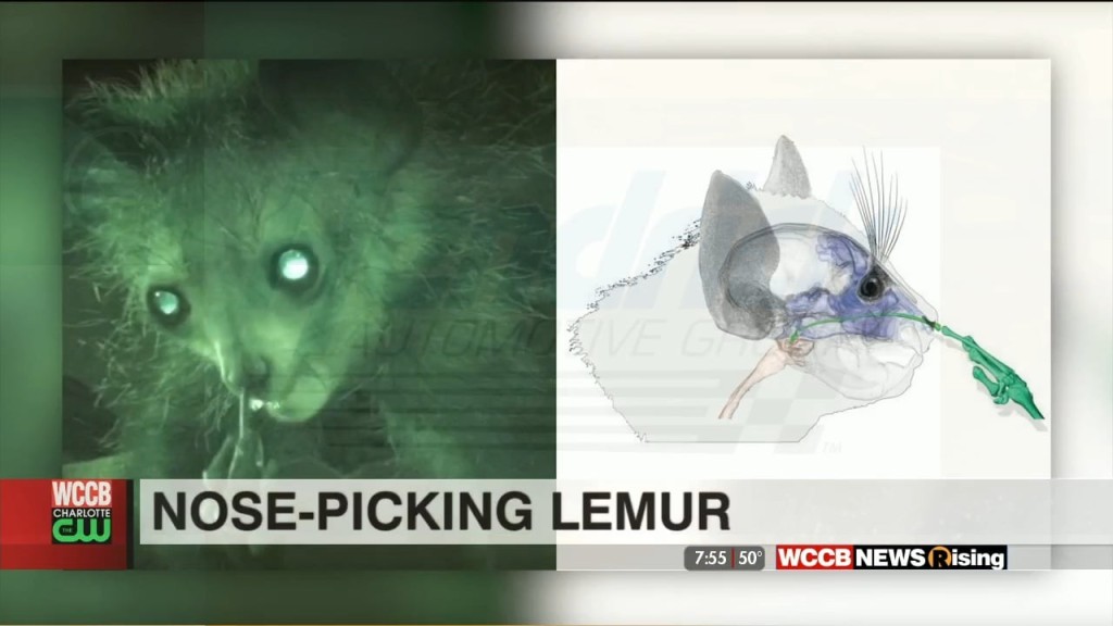 Nose Picking Lemur In North Carolina Makes History