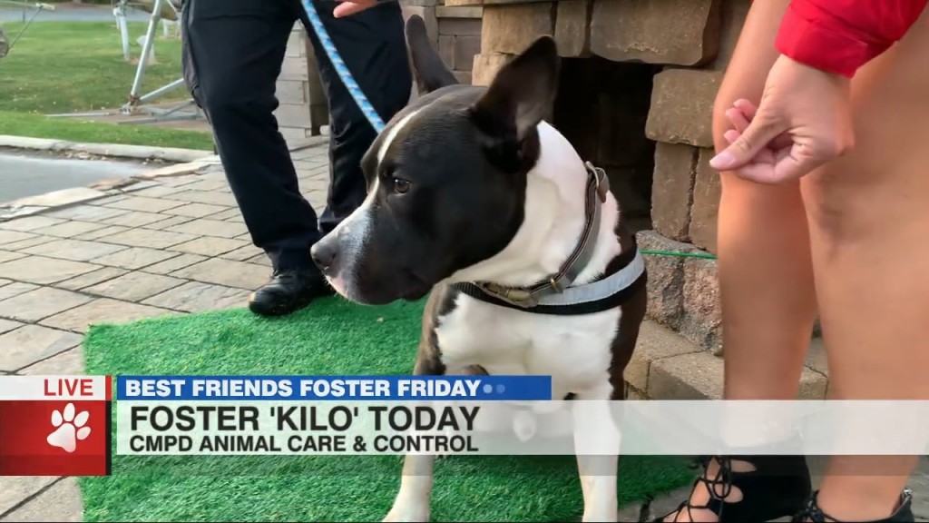 Foster Friday: Give Kilo A Loving Home