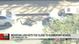 Elementary School Locks Down When Mountain Lion Gets Too Close