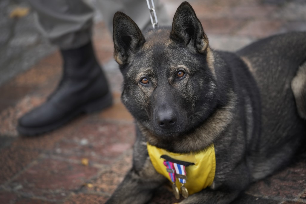 France Hero Dogs