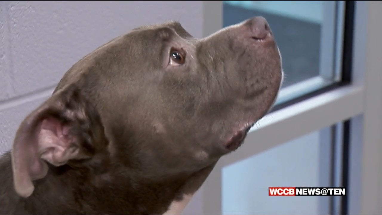 Video Of Dog Not Being Adopted In Gaston County Goes Viral - WCCB  Charlotte's CW