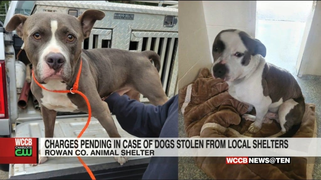 Dogs Stolen From Local Animal Shelters In Rowan County