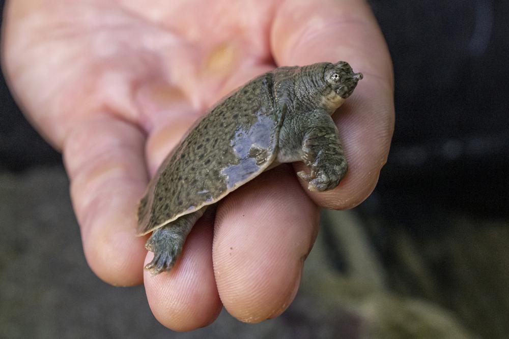 Turtle