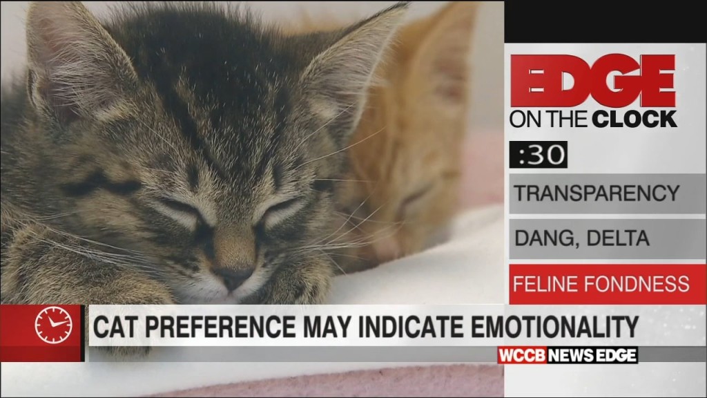 Edge On The Clock: What Liking Cats Says About You