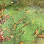 Harmful Algae Bloom