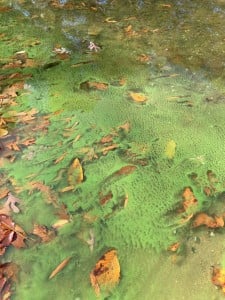 Harmful Algae Bloom