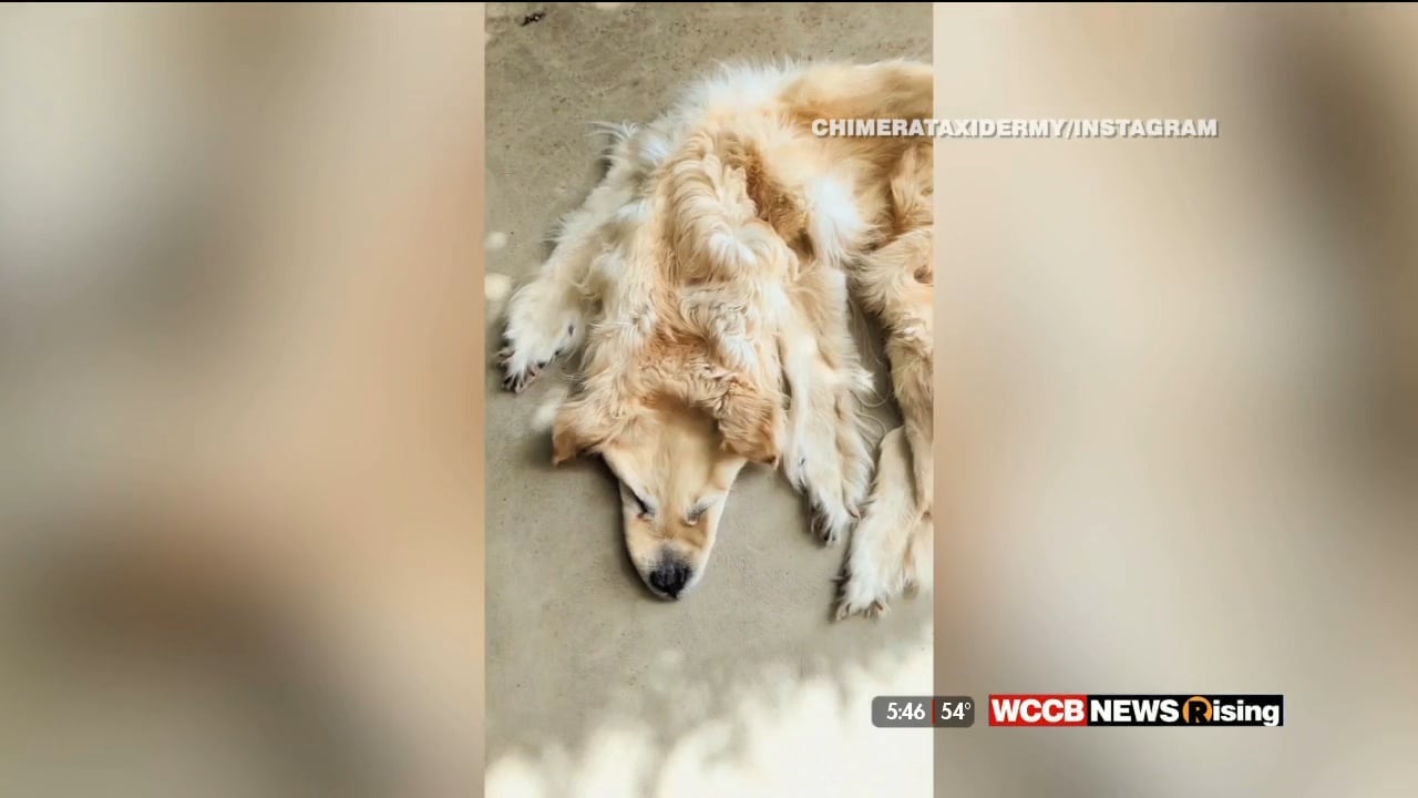 Family Dog Turned Into Rug As Keepsake WCCB Charlotte's CW