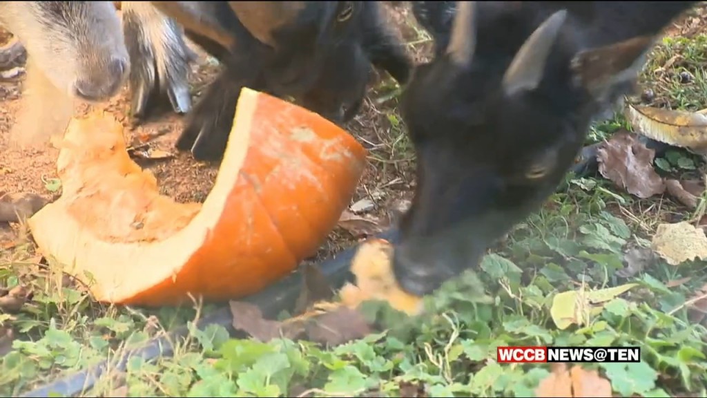 Donating Pumpkins Could Help Local Farmers With Animal Food Costs During Winter Months