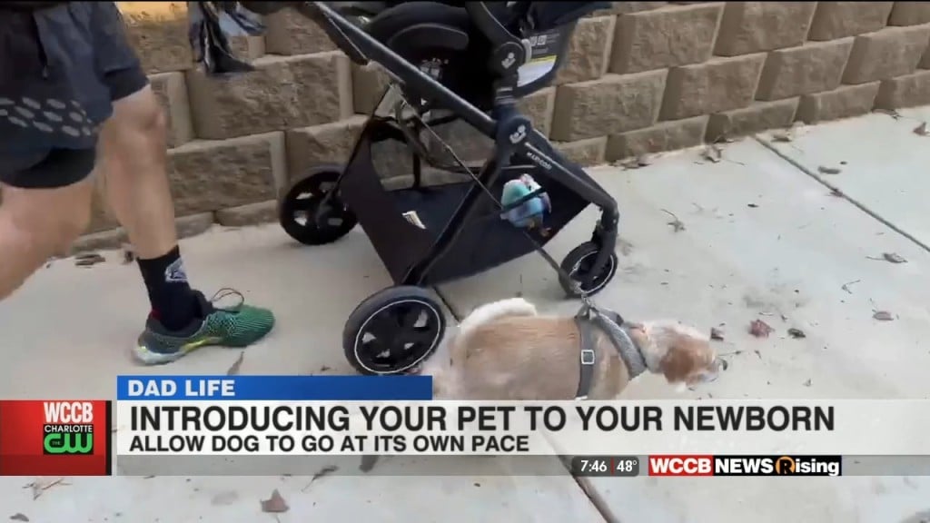 Dad Life: Introducing Your Dog To Your Newborn