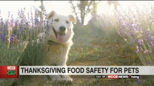 Thanksgiving Safety For Pets And Cooking