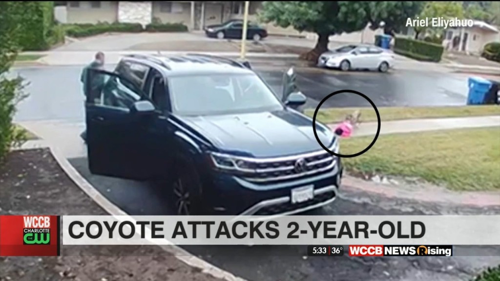 Coyote Attacks 2 Year Old