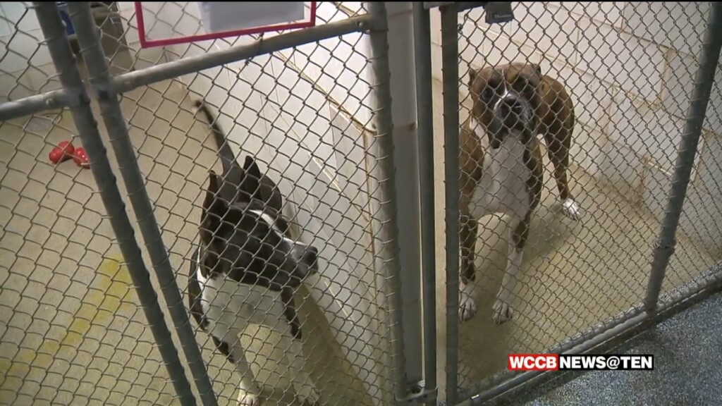 Charlotte Animal Shelter Set To Reach Pre Pandemic Numbers