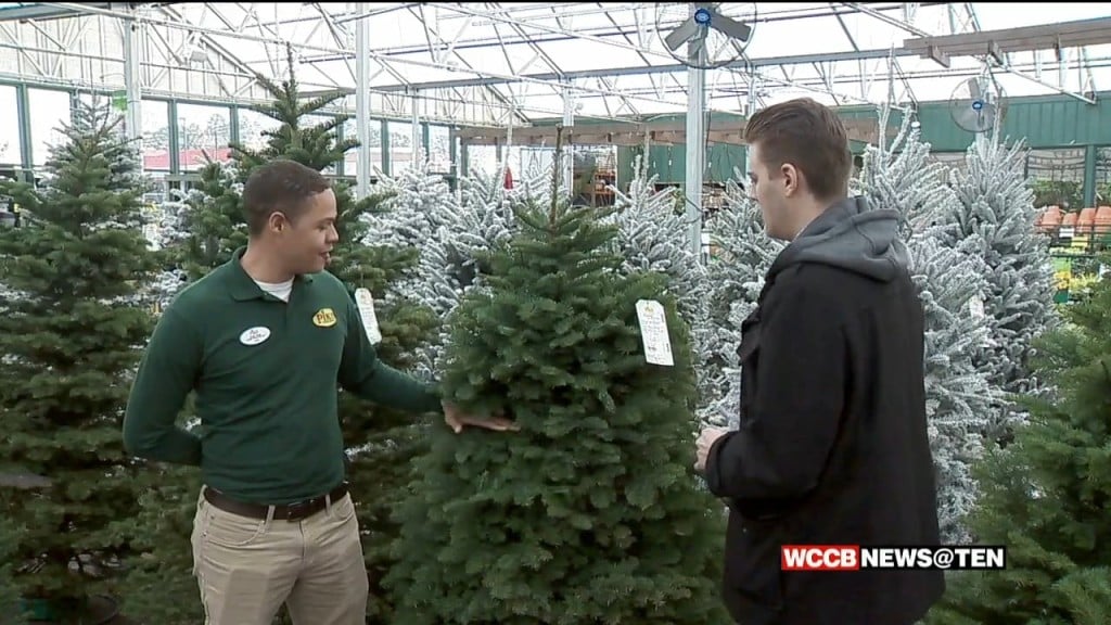 Picking The Perfect Christmas Tree