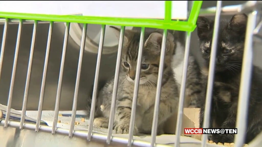 Cmpd Animal Care & Control Shelter Runs Out Of Space