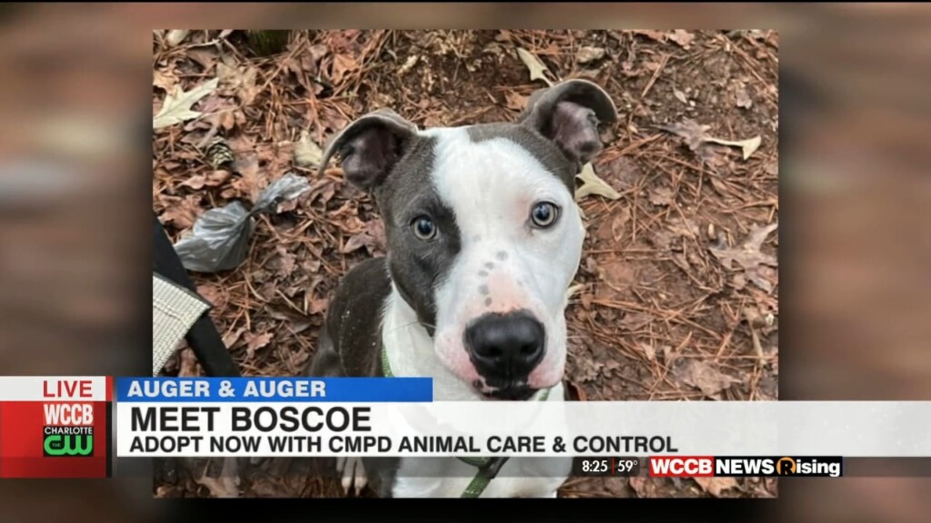 Auger & Auger's Doghouse: Meet Boscoe!