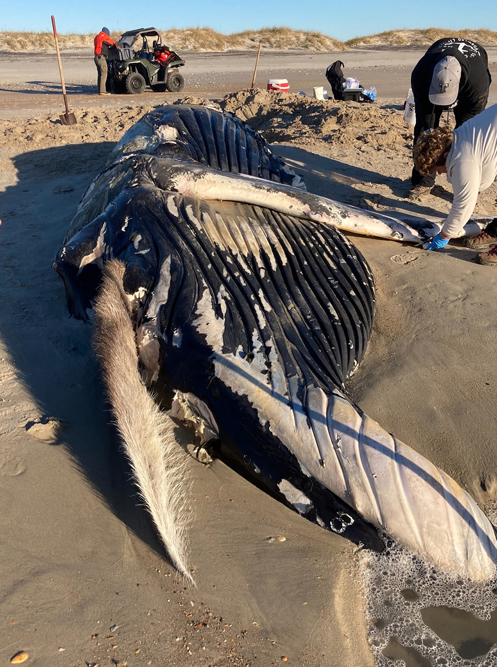 Humpback Whale Found Dead On A North Carolina Beach - WCCB Charlotte's CW