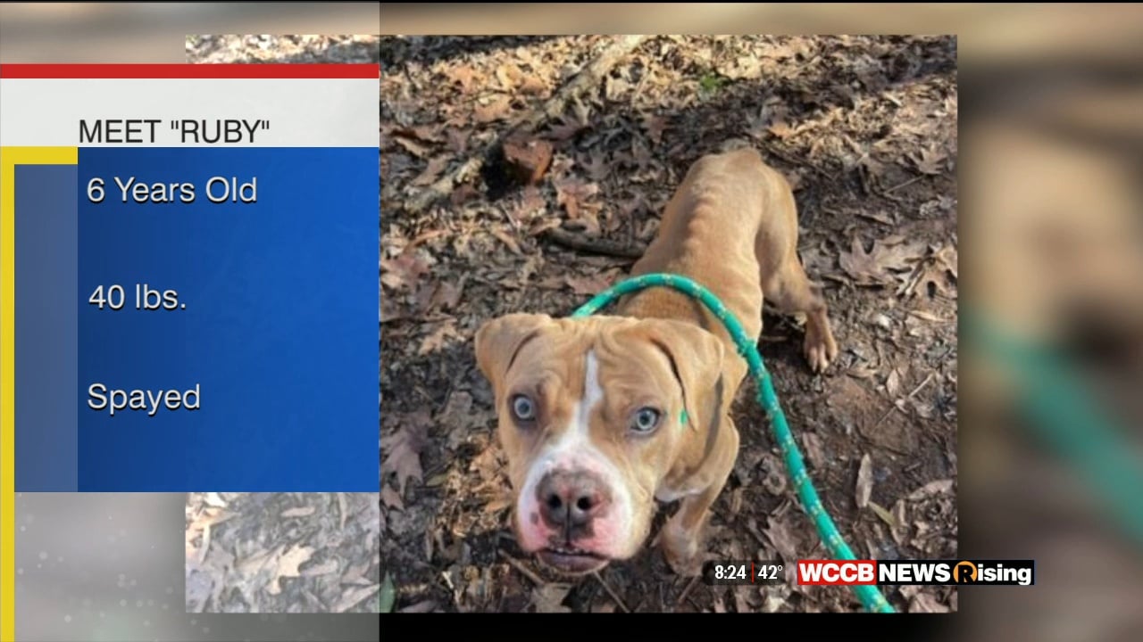 Pet Of The Week: Meet Ruby! - WCCB Charlotte's CW