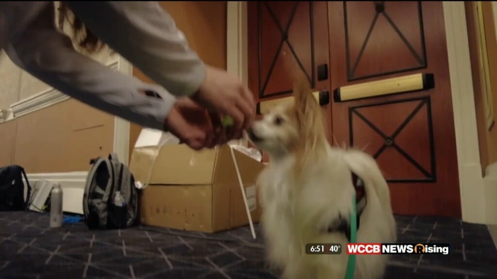 What The Tech: Talk To Your Dog