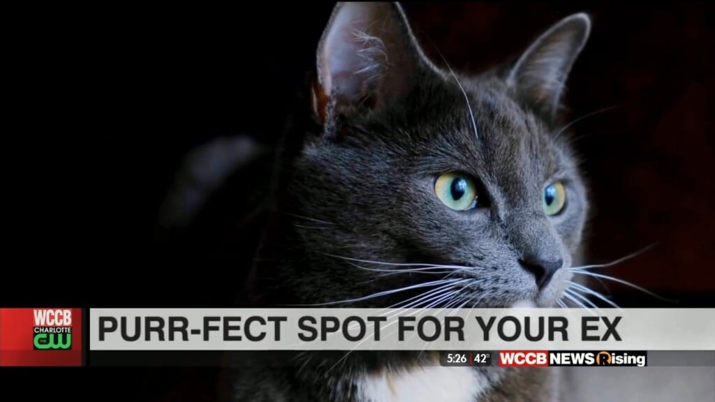 Animal Shelter Has Purr Fect Spot For Your Ex On Valentine's Day