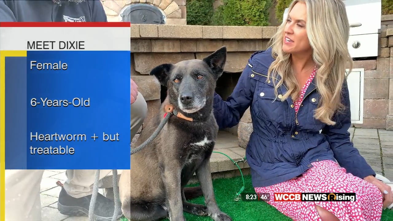 Pet Of The Week: Meet Dixie! - WCCB Charlotte's CW