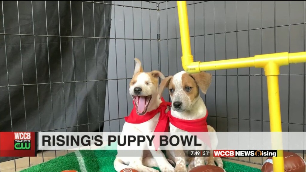 Rising's First Puppy Bowl