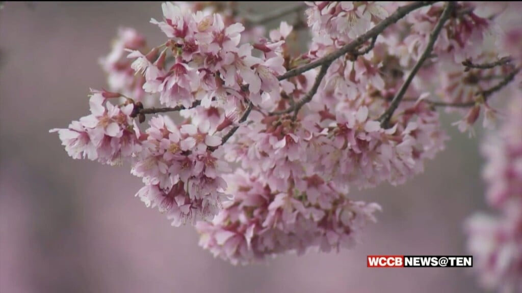 Another Early Start To Pollen Season In Charlotte