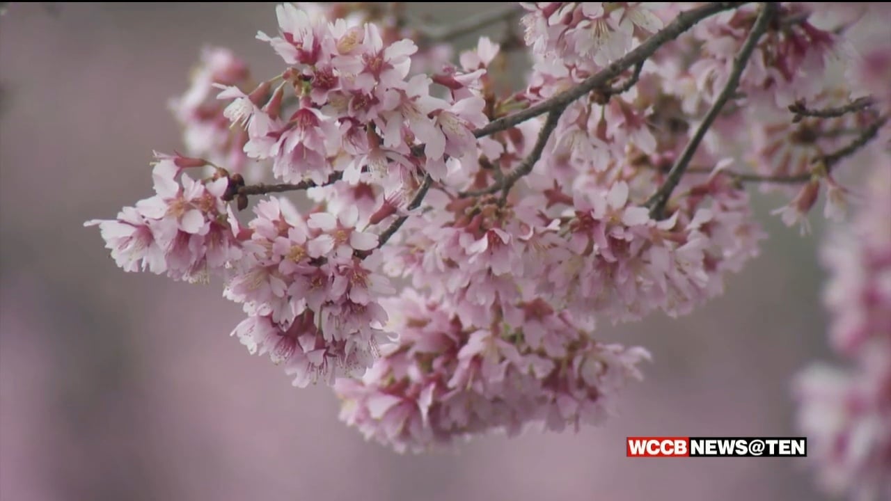 Another Early Start to Pollen Season in Charlotte WCCB Charlotte's CW