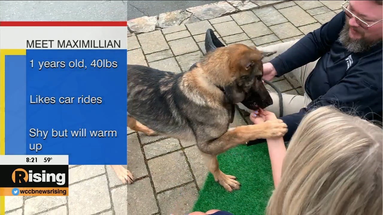 Pet Of The Week Meet Maximillian WCCB Charlotte's CW