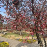 Belmont Blooms