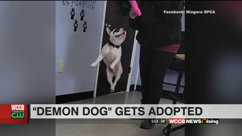 "demon Dog" Gets Adopted