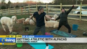 Up 'n Adam: Alpaca Yoga