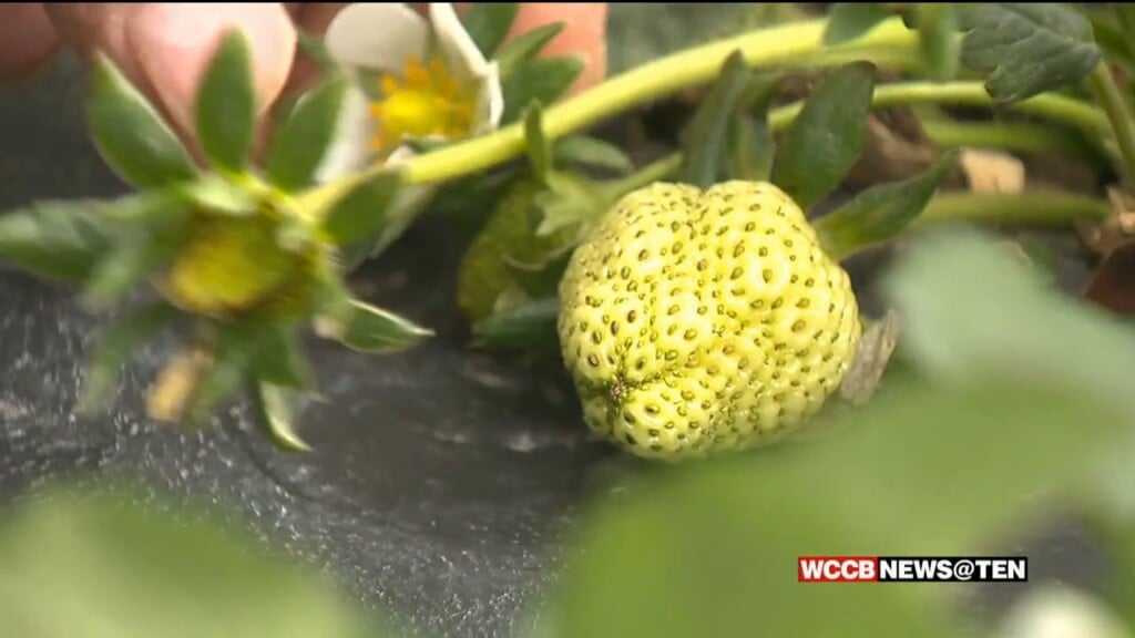 What Local Farmers Are Doing To Protect Their Crops