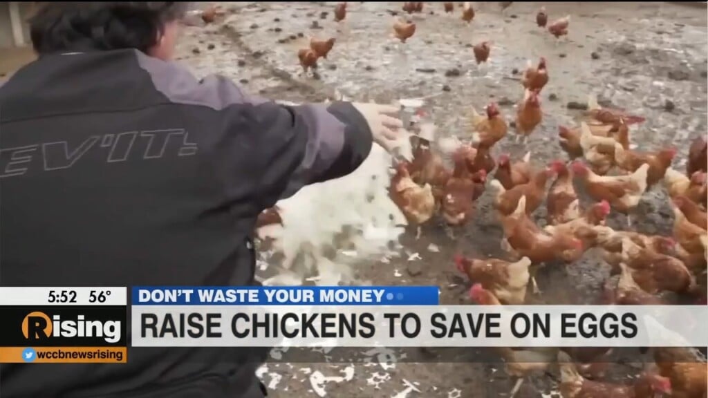 Don't Waste Your Money: Raising Chickens