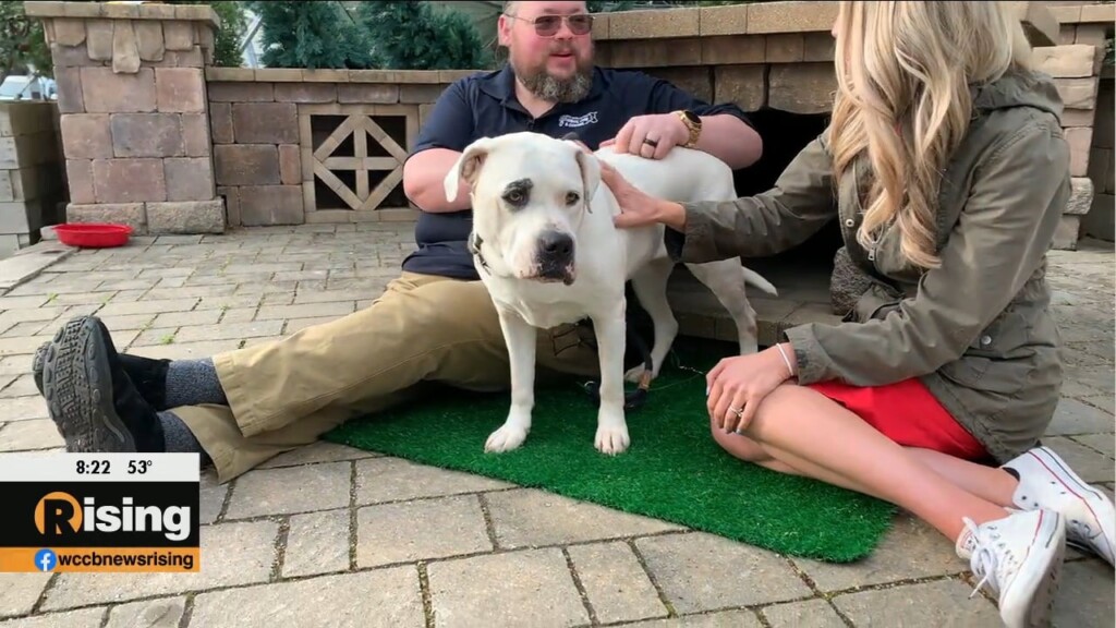 Pet Of The Week: Meet Peyton!