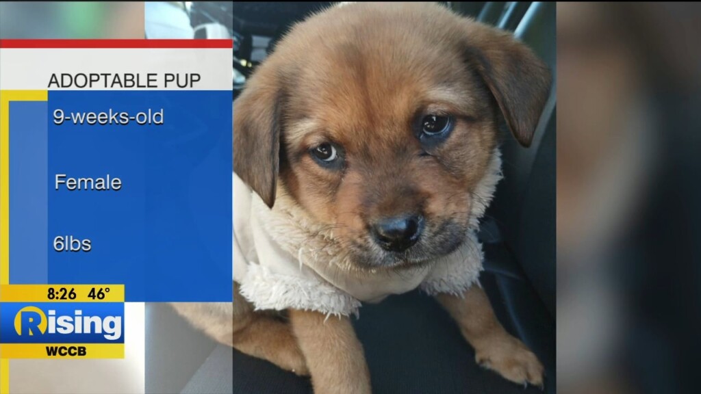 Pet Of The Week: Meet This Adoptable Puppy!