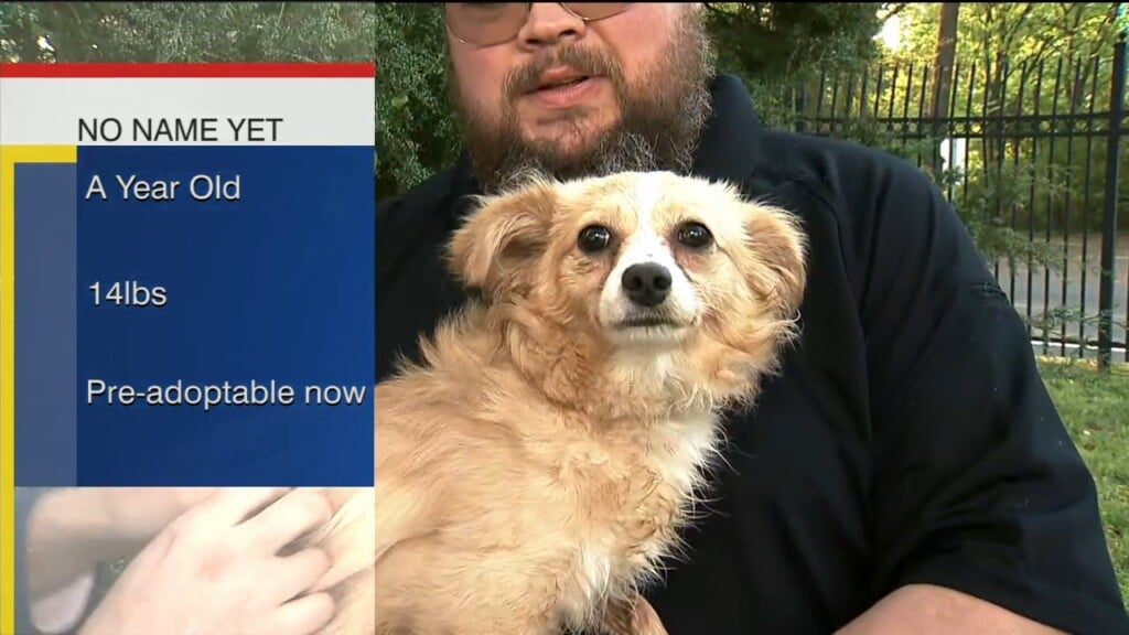 Pet Of The Week: Female Pup Needs A 'fur'ever Home