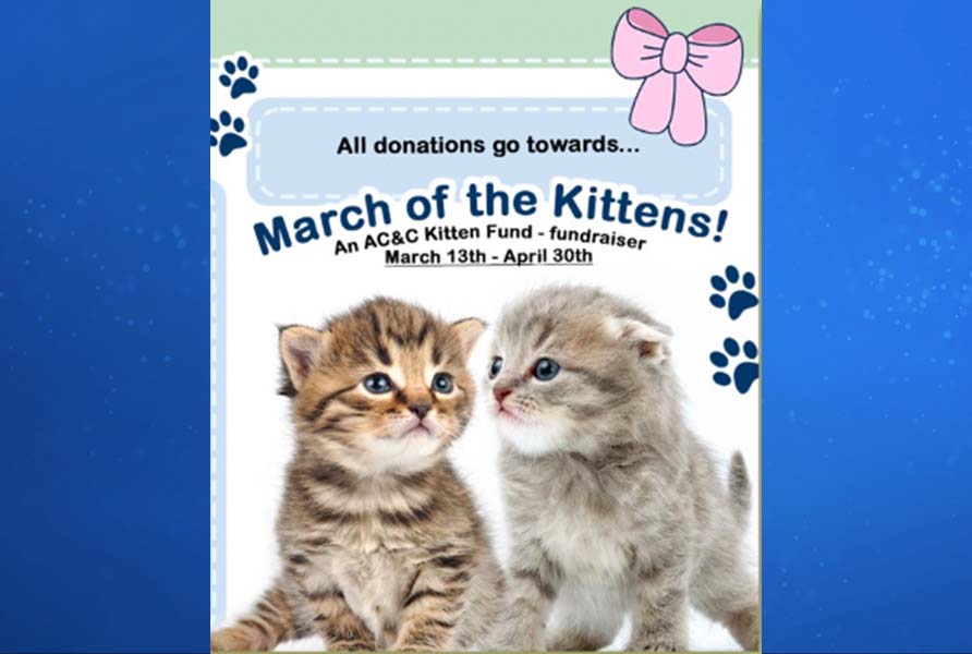 March Of The Kittens